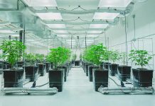 The municipality of Hastings Highlands is partnering with AeroPonLeaf Canada to develop a cannabis production facility to be located north of Bancroft. AeroPonLeaf Canada uses a soil-less growing technique called aeroponics to produce cannabis, a method used by other cannabis producers such as Virginia Company in Spokane, Washington. (Photo: Virginia Company)