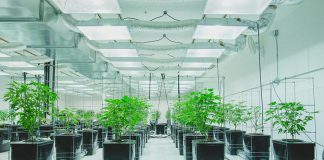 The municipality of Hastings Highlands is partnering with AeroPonLeaf Canada to develop a cannabis production facility to be located north of Bancroft. AeroPonLeaf Canada uses a soil-less growing technique called aeroponics to produce cannabis, a method used by other cannabis producers such as Virginia Company in Spokane, Washington. (Photo: Virginia Company)
