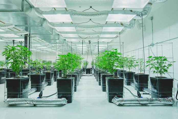 The municipality of Hastings Highlands is partnering with AeroPonLeaf Canada to develop a cannabis production facility to be located north of Bancroft. AeroPonLeaf Canada uses a soil-less growing technique called aeroponics to produce cannabis, a method used by other cannabis producers such as Virginia Company in Spokane, Washington. (Photo: Virginia Company)