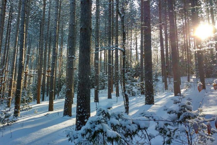 Ganaraska Region Conservation Authority and Blue Bark and Co. are offering a nature walk in the Ganaraska Forest on Family Day. (Photo courtesy of GRCA)