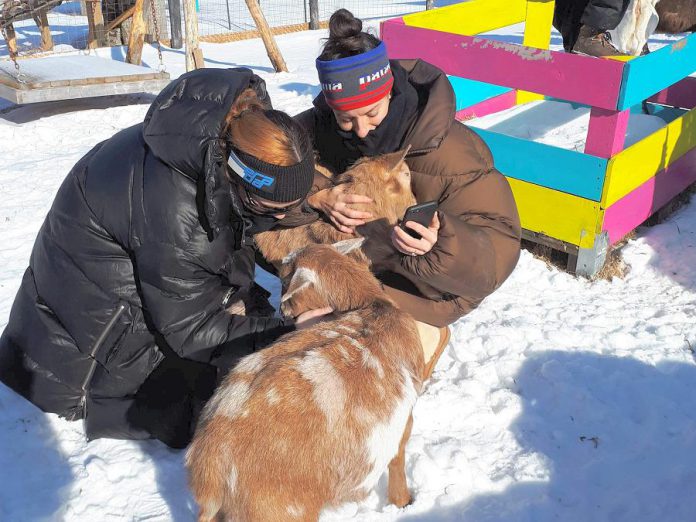 Visit Haute Goat Farm on Sunday, February 17th for a "mini-shmurgle": a 30-minute opportunity to play and snuggle with the farm's cuddly inhabitants. (Photo: Haute Goat Farm)