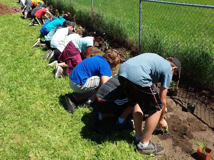 GreenUP's Sustainable Urban Neighbourhoods (SUN) program is looking at ways to make the Kawartha Heights and East City-Curtis Creek neighbourhoods in Peterborough more sustainable. Here, students from James Strath Public School install a garden in the Kawartha Heights neighbourhood, as part of the planting phase of the SUN program. (Photo courtesy of GreenUP)