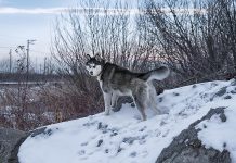 A stock photo of a black and white Siberian husky. The Siberian Husky Assistance & Rescue Program (SHARP) in Peterborough has removed 20 huskies from a property in Highlands East, about halfway between Apsley and Bancroft, after OPP officers noticed the poor condition of the dogs. The dogs are currently in foster homes and will be put up for adoption.