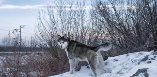 A stock photo of a black and white Siberian husky. The Siberian Husky Assistance & Rescue Program (SHARP) in Peterborough has removed 20 huskies from a property in Highlands East, about halfway between Apsley and Bancroft, after OPP officers noticed the poor condition of the dogs. The dogs are currently in foster homes and will be put up for adoption.