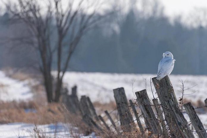 This capture of a magnificent snowy owl by Robert Metcalfe was the top post on our Instagram for January 2019, with almost 11,000 impressions and 835 likes. (Photo: Robert Metcalfe @robert.a.metcalfe / Instagram)