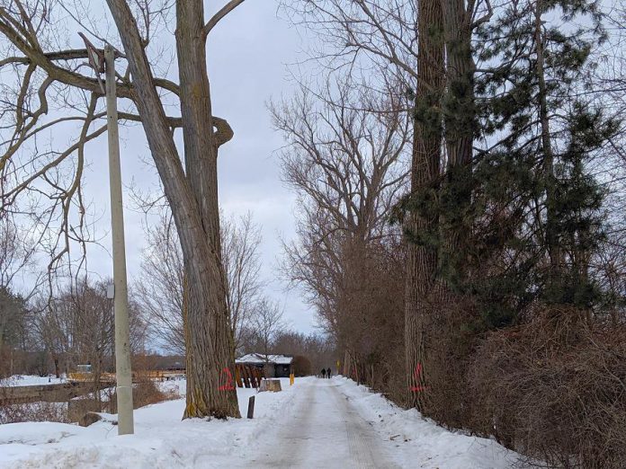 The first two trees to be removed are near the entrance of the access road at Maria Street. (Photo: Bruce Head / kawarthaNOW.com)
