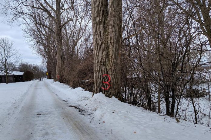 Three of the trees (including the one in the distance with the yellow sign attached to it) are located along the length of the access road.  (Photo: Bruce Head / kawarthaNOW.com)
