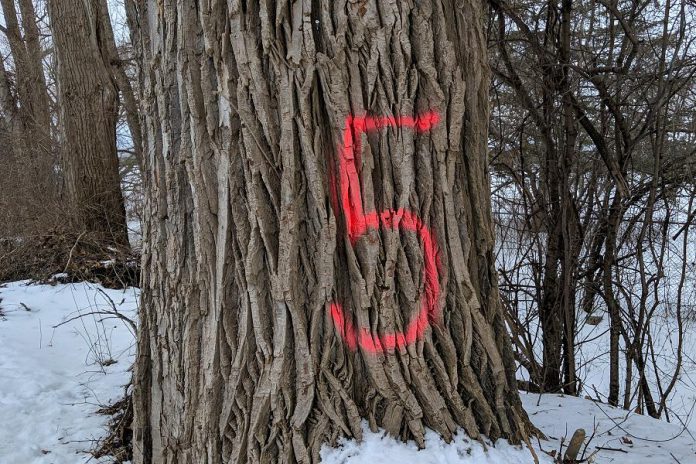 One of the trees marked for removal. (Photo: Bruce Head / kawarthaNOW.com)