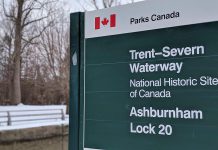 The tree in the background is one of five 'dead and unsafe' Carolina Poplars that Parks Canada is having removed from along its access road alongside the Trent Canal at Lock 20 Ashburnham. The tree removal will take place between February 25 and March 1, 2019, and the access road will be closed to pedestrian and vehicle traffic during this time. (Photo: Bruce Head / kawarthaNOW.com)