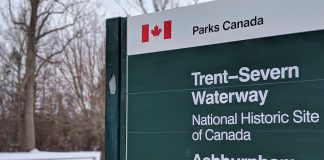 The tree in the background is one of five 'dead and unsafe' Carolina Poplars that Parks Canada is having removed from along its access road alongside the Trent Canal at Lock 20 Ashburnham. The tree removal will take place between February 25 and March 1, 2019, and the access road will be closed to pedestrian and vehicle traffic during this time. (Photo: Bruce Head / kawarthaNOW.com)