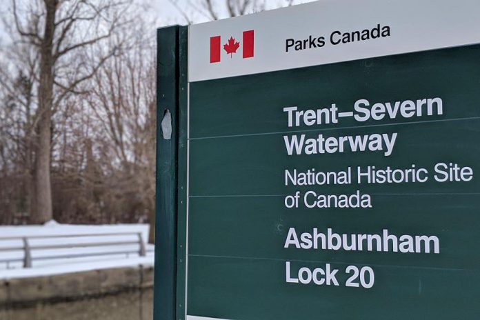 The tree in the background is one of five 'dead and unsafe' Carolina Poplars that Parks Canada is having removed from along its access road alongside the Trent Canal at Lock 20 Ashburnham. The tree removal will take place between February 25 and March 1, 2019, and the access road will be closed to pedestrian and vehicle traffic during this time. (Photo: Bruce Head / kawarthaNOW.com)