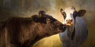 'Chin Up' by Laura Berman, one of the painterly photographs on display in her "With Respect" exhibition during the SPARK Photo Festival at The Old Oriental Hotel in Castleton, with an opening reception on April 6th. (Photo courtesy of the SPARK Photo Festival)