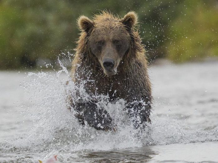 A photo from "Bear Necessities", an exhibit by Pontypool photographer Barb Callander at Ashburnham Ale House during the SPARK Photo Festival in April. A reception will take place from 3 to 5 p.m. on Sunday, April 14th. (Photo courtesy of the SPARK Photo Festival)
