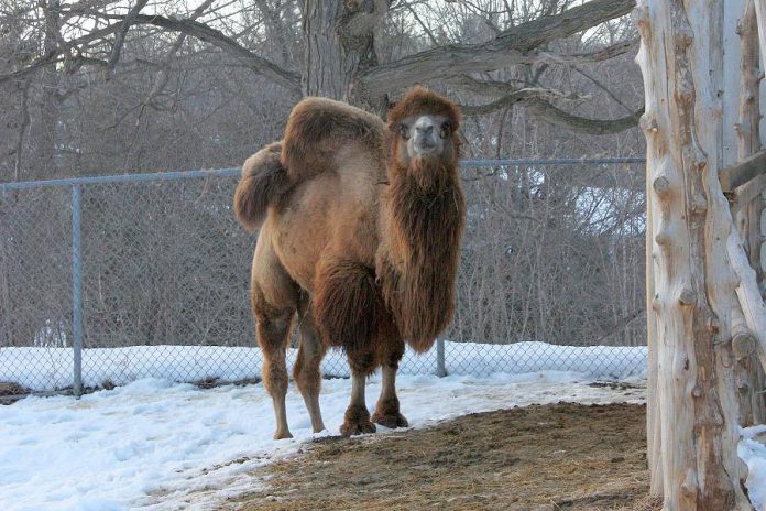 Gobi came to the  Riverview Park and Zoo from the Elmvale Zoo in the summer of 2009. Bactrian camels, native to Mongolia and China, usually live between 20 and 30 years in captivity. Gobi died at the age of 10 from an unknown illness. (Photo: Riverview Park & Zoo)