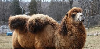 Gobi, the Bactrian camel at the Riverview Park and Zoo, has unexpectedly died at the age of 10. Here he is pictured with his winter coat. (Photo: Riverview Park & Zoo)