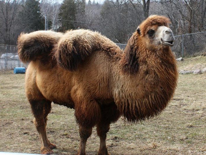 Gobi, the Bactrian camel at the Riverview Park and Zoo, has unexpectedly died at the age of 10. Here he is pictured with his winter coat. (Photo: Riverview Park & Zoo)