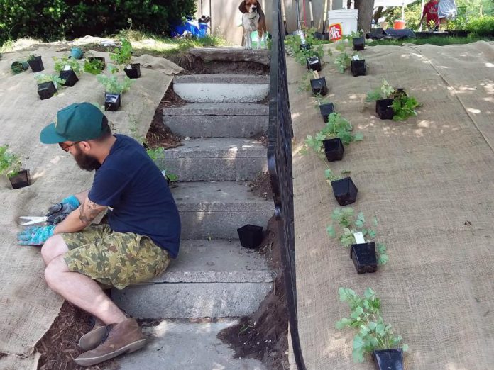 As part of the GreenUP Sustainable Urban Neighbourhoods (SUN) program, a resident at a Beverly Street home in Peterborough plants native wildflowers on their front yard in place of grass in order to reinforce the hill, reducing long-term watering requirements and lawn maintenance time. (Photo: GreenUP)