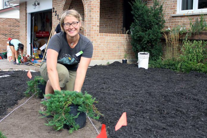 GreenUP's Taylor Wilkes prepares to plant creeping juniper, a drought-tolerant ground cover, at a home in the Kawartha Heights neighbourhood of Peterborough where the conventional lawn was removed in order to install a water-wise garden. (Photo: GreenUP)