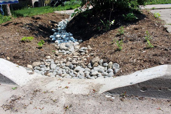 GreenUP helped to install this boulevard rain garden in The Avenues neighbourhood in Peterborough. It features a curb cut, allowing rainwater to flow away from the foundation, sidewalk, and driveway to prevent seasonal flooding that can cause damage to the nearby properties and homes. (Photo: GreenUP)