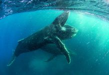 A humpback whale feeding off the coast of Cape Town in a scene from "Our Planet", a new Netflix docuseries narrated by Sir David Attenborough. Filmed in 4K in more than 50 countries, it premieres on Netflix Canada on April 5, 2019. (Photo: Netflix)