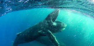 A humpback whale feeding off the coast of Cape Town in a scene from "Our Planet", a new Netflix docuseries narrated by Sir David Attenborough. Filmed in 4K in more than 50 countries, it premieres on Netflix Canada on April 5, 2019. (Photo: Netflix)