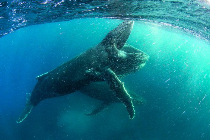 A humpback whale feeding off the coast of Cape Town in a scene from "Our Planet", a new Netflix docuseries narrated by Sir David Attenborough. Filmed in 4K in more than 50 countries, it premieres on Netflix Canada on April 5, 2019. (Photo: Netflix)