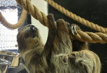 Porsche the two-toed sloth at the Riverview Park and Zoo in Peterborough passed away on March 4, 2019. (Photo: Riverview Park and Zoo / Facebook)