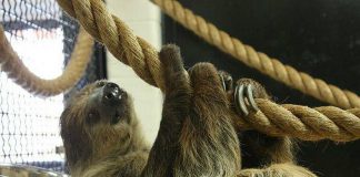Porsche the two-toed sloth at the Riverview Park and Zoo in Peterborough passed away on March 4, 2019. (Photo: Riverview Park and Zoo / Facebook)