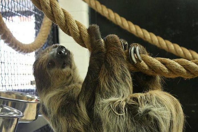 Porsche the two-toed sloth at the Riverview Park and Zoo in Peterborough passed away on March 4, 2019. (Photo: Riverview Park and Zoo / Facebook)