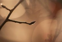 A tree bud in spring