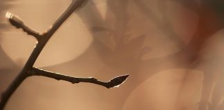 A tree bud in spring
