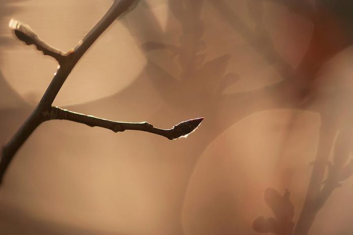 A tree bud in spring