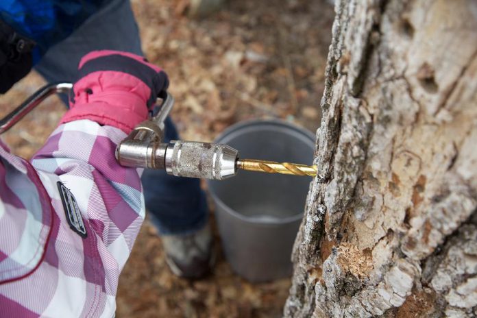 Try your hand at tapping a maple tree at McLean Berry Farm Maplefest on weekends in March. There are lots of fun activities for the entire family and, of course, maple syrup! (Photo: Michael Hurcomb)