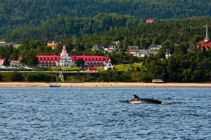 The bohemian town of Tadoussac, where the Saguenay river flows into the St. Lawrence, is perfect feeding ground for the different whale species. Take an excursion on a boat into the St. Lawrence to see these giants up close in their natural habitat. (Photo: Québec Maritime Tourism)