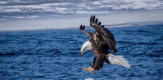 This stunning photo of a majestic bald eagle in Selwyn Township, taken by scientist and photographer Robert Metcalfe, was the top post on our Instagram for March 2019. (Photo: Robert Metcalfe @robert.a.metcalfe / Instagram)