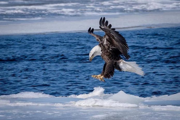 This stunning photo of a majestic bald eagle in Selwyn Township, taken by scientist and photographer Robert Metcalfe, was the top post on our Instagram for March 2019. (Photo: Robert Metcalfe @robert.a.metcalfe / Instagram)