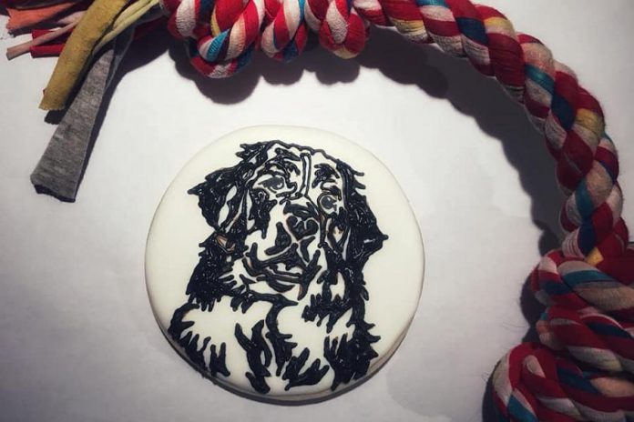 Holly Bohnsack of April and August creates cookie art. She recently produced this portrait of a Bernese Mountain Dog. (Photo: April and August)