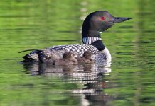 "Healthy loons, healthy lake". Bird Studies Canada is looking for citizen scientists who can report on the loon population at their lakes over the summer and submit data for the annual Canadian Lakes Loon Survey. (Photo: Sandra Horvath)