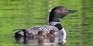 "Healthy loons, healthy lake". Bird Studies Canada is looking for citizen scientists who can report on the loon population at their lakes over the summer and submit data for the annual Canadian Lakes Loon Survey. (Photo: Sandra Horvath)