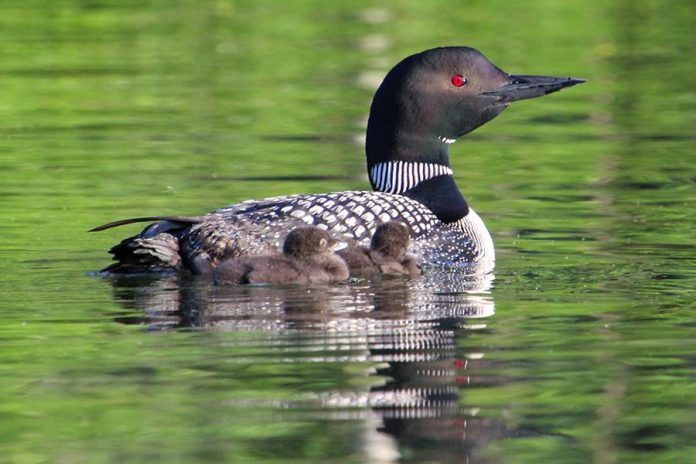 "Healthy loons, healthy lake". Bird Studies Canada is looking for citizen scientists who can report on the loon population at their lakes over the summer and submit data for the annual Canadian Lakes Loon Survey. (Photo: Sandra Horvath)