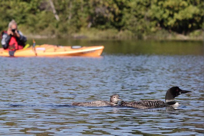 A kayaker watching loons from a safe distance, with a juvenile on the left and an adult beginning to moult to winter plumage on the right. (Photo: David Gignac)