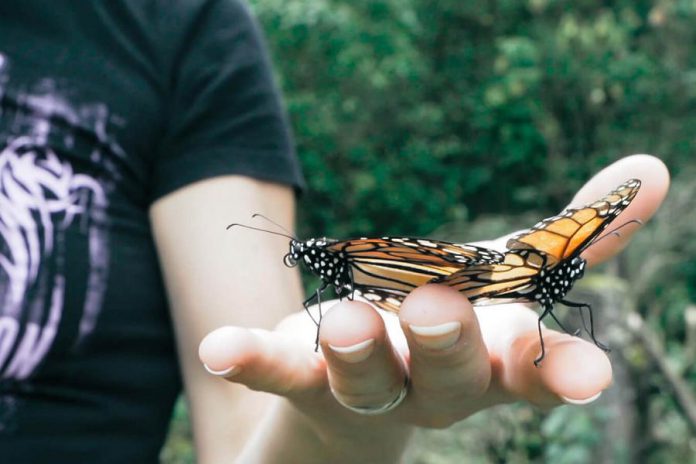 A monarch butterfly at the Cerro Pelon Monarch Butterfly Sanctuary in Mexico, the final destination for the 4,300-kilometre Monarch Ultra Relay Run taking place in fall 2019. (Photo: Rodney Fuentes)