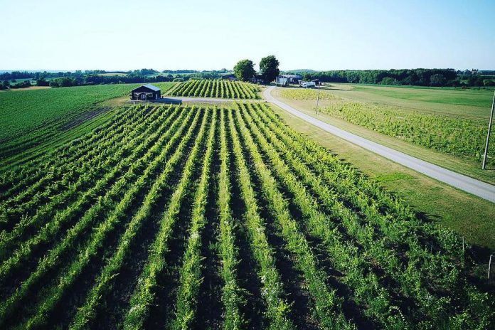 Rolling Grape Vineyard,  a small family vineyard and winery in Bailieboro south of Peterborough, was one of several businesses that received a 2019 Recognition Award for business leadership from the County of Peterborough. The business will be celebrating its first year in business on June 8, 2019. (Photo: Rolling Grape Vineyard / Facebook)