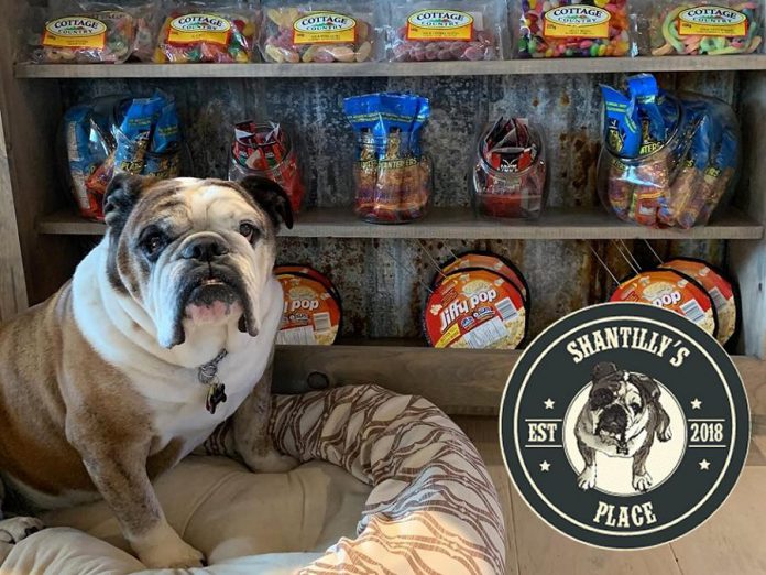 Yannick and Shantelle Bisson's lovable bulldog Duke is the mascot of Shantilly's Place on Chandos Lake in North Kawartha. (Photo: Shantilly's Place)