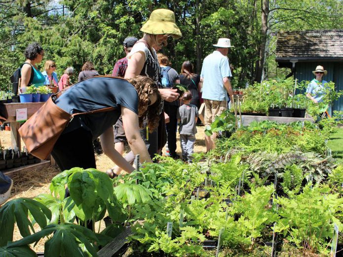 Customers shop for locally adapted native wildflowers and ferns at the GreenUP Ecology Park Garden Market. The market opens for the 2019 growing season on Saturday, May 18th with the Annual Spring Plant Sale. (Photo: Karen Halley)