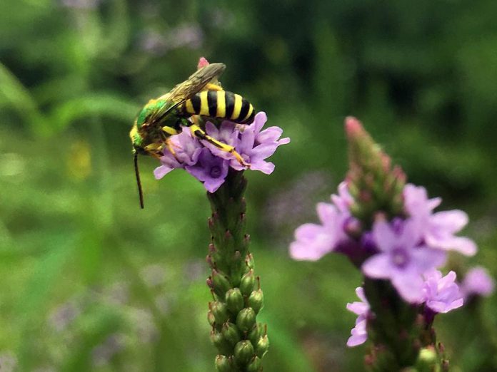 A metallic green bee feeds from a native verbena flower at GreenUP Ecology Park. The ground-nesting local pollinator species is native to southern Canada. (Photo: Karen Halley)