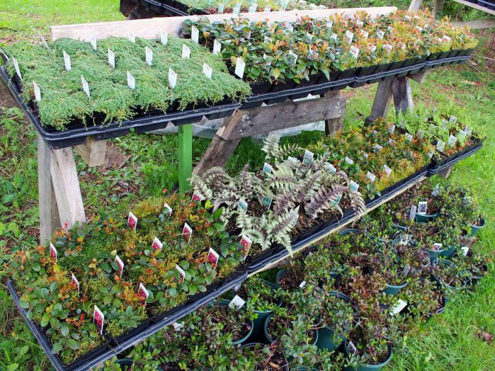 The Ecology Park Garden Market sells native and locally adapted wildflowers, shade plants, and ferns throughout the 2019 growing season starting on May 18th until October 13th. (Photo: Karen Halley)