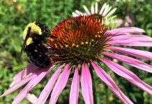 A bumblebee sits atop a coneflower, a native wildflower that is an excellent source of nectar for many pollinators, and adds natural beauty to any garden. GreenUP Ecology Park specializes in carrying native plants and locally adapted species. (Photo: Karen Halley)