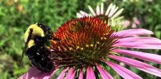 A bumblebee sits atop a coneflower, a native wildflower that is an excellent source of nectar for many pollinators, and adds natural beauty to any garden. GreenUP Ecology Park specializes in carrying native plants and locally adapted species. (Photo: Karen Halley)
