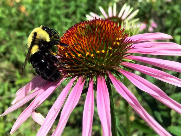A bumblebee sits atop a coneflower, a native wildflower that is an excellent source of nectar for many pollinators, and adds natural beauty to any garden. GreenUP Ecology Park specializes in carrying native plants and locally adapted species. (Photo: Karen Halley)